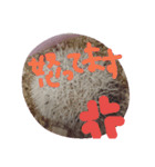 はりねずみのマロンちゃん②（個別スタンプ：10）