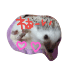 はりねずみのマロンちゃん②（個別スタンプ：12）