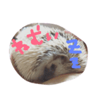 はりねずみのマロンちゃん②（個別スタンプ：14）