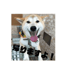 ゴン太さんとくう太さん（個別スタンプ：1）