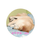 ゴン太さんとくう太さん（個別スタンプ：5）