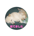 ゴン太さんとくう太さん（個別スタンプ：6）