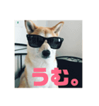 ゴン太さんとくう太さん（個別スタンプ：8）