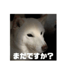 ゴン太さんとくう太さん（個別スタンプ：13）