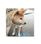 ゴン太さんとくう太さん（個別スタンプ：16）
