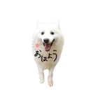 日本スピッツのおすぴくん（個別スタンプ：1）