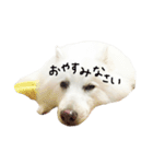 日本スピッツのおすぴくん（個別スタンプ：2）