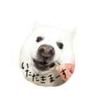 日本スピッツのおすぴくん（個別スタンプ：4）