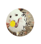 日本スピッツのおすぴくん（個別スタンプ：8）