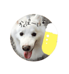 日本スピッツのおすぴくん（個別スタンプ：14）