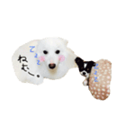 日本スピッツのおすぴくん（個別スタンプ：15）