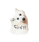 日本スピッツのおすぴくん（個別スタンプ：18）