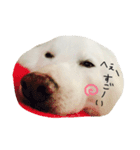 日本スピッツのおすぴくん（個別スタンプ：19）