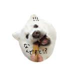 日本スピッツのおすぴくん（個別スタンプ：22）