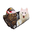 日本スピッツのおすぴくん（個別スタンプ：23）