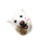 日本スピッツのおすぴくん（個別スタンプ：24）
