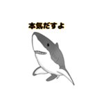 サメと干物達スタンプ（個別スタンプ：13）