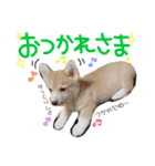 トントン スタンプ（個別スタンプ：10）