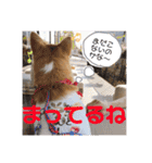 トントン スタンプ（個別スタンプ：15）