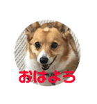 わが家の犬の挨拶（個別スタンプ：1）