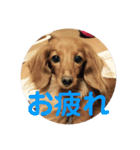 わが家の犬の挨拶（個別スタンプ：2）