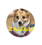 わが家の犬の挨拶（個別スタンプ：3）