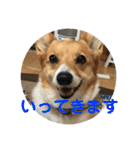 わが家の犬の挨拶（個別スタンプ：4）
