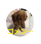 わが家の犬の挨拶（個別スタンプ：6）