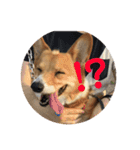 わが家の犬の挨拶（個別スタンプ：7）