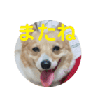 わが家の犬の挨拶（個別スタンプ：8）