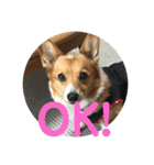 わが家の犬の挨拶（個別スタンプ：9）