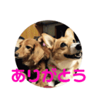 わが家の犬の挨拶（個別スタンプ：10）