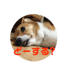 わが家の犬の挨拶（個別スタンプ：11）