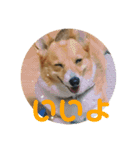 わが家の犬の挨拶（個別スタンプ：12）