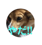 わが家の犬の挨拶（個別スタンプ：13）