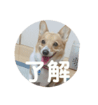 わが家の犬の挨拶（個別スタンプ：14）