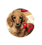わが家の犬の挨拶（個別スタンプ：15）