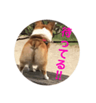 わが家の犬の挨拶（個別スタンプ：16）