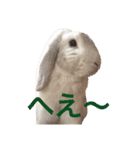 うさぎのジョッピ（個別スタンプ：5）