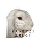 うさぎのジョッピ（個別スタンプ：8）