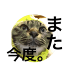 ベルちゃんとポンちゃんのスタンプその2。（個別スタンプ：3）