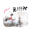 ねこ の ちくわ（個別スタンプ：1）