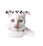 ねこ の ちくわ（個別スタンプ：2）