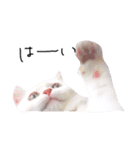 ねこ の ちくわ（個別スタンプ：3）