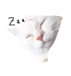 ねこ の ちくわ（個別スタンプ：4）