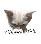 ねこ の ちくわ（個別スタンプ：6）