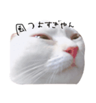 ねこ の ちくわ（個別スタンプ：7）