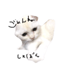 ねこ の ちくわ（個別スタンプ：8）