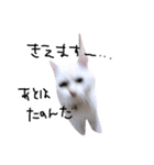 ねこ の ちくわ（個別スタンプ：9）