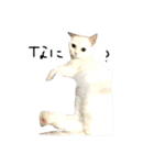 ねこ の ちくわ（個別スタンプ：10）